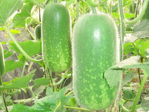 甘政法吃瓜,吃瓜群众揭秘案件背后真相